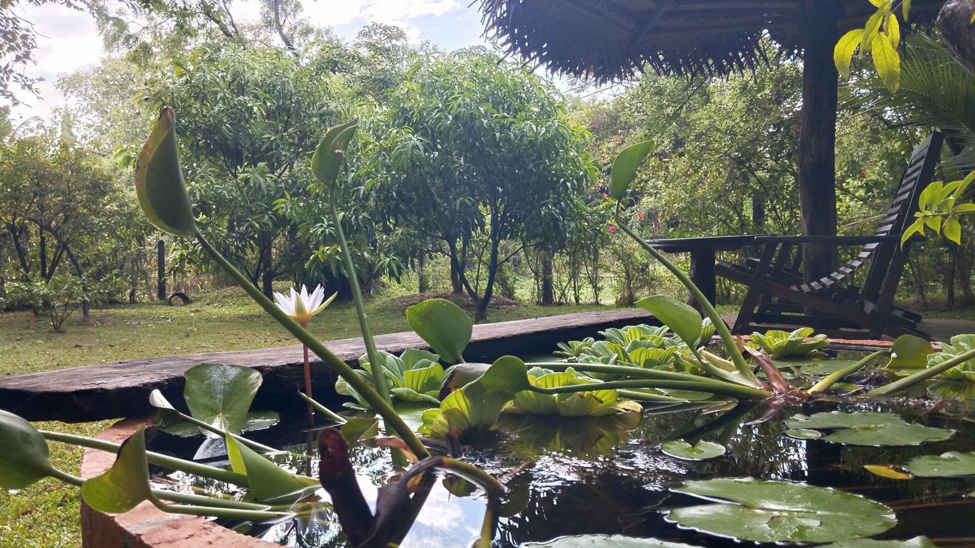 Sigiri Dilu Villa シギリヤ エクステリア 写真